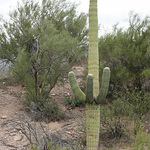 Saguaro Cactus
