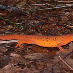 Red Eft