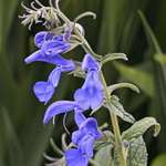 Blue Salvia