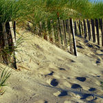 Sand dunes at sunrise