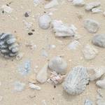 Sand, Shells, Stones