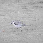 Sandpiper Love!