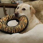 Savannah, the yellow lab (2)
