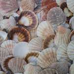 shells