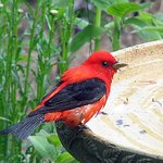 Scarlet Tanager