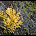 Yellow Shrub