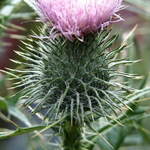 Scotch Thistle