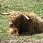 Scottish Highland Cow