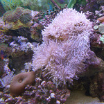 Sea Anemone