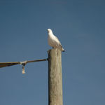 sea gull