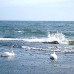 Sea swans
