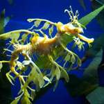 Sea Dragon