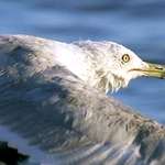 Seagull in Flight