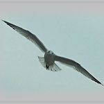 Seagull