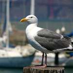San Francisco Resident