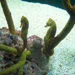 Seahorses