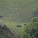Seal Family