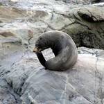 Seal - Near Kaikoura