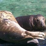 seals