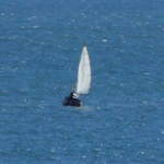 Sailing