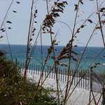 Sea Oats