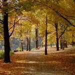 Autumn walk
