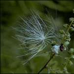 Plume
