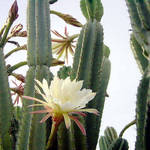 Senita Cactus