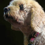Shaggy Dog
