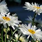Dreams of Daisies, Shasta daisies