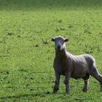 Curious Sheep