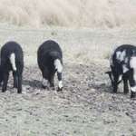 Three Little Lambs