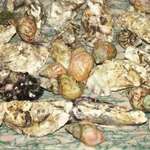 Shells