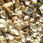 shells