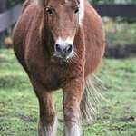 Shetland Pony