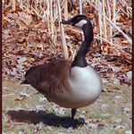 Showoff Goose
