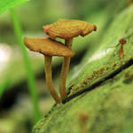 Shrooms on the Side