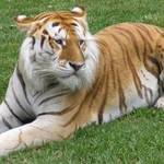 Siberian Tiger