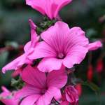 Pink Mallows 