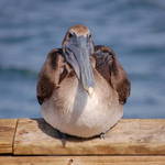 Sittin' On The Dock