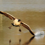 Skimming The Surface