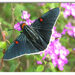 Guava Skipper on Lantana