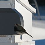 Slate gray Junco