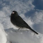 Slate gray Junco