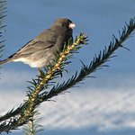 Slate gray Junco