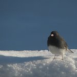 Slate gray Junco