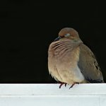 Sleeping Dove
