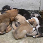 Sleeping Pups