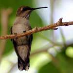 Brown Hummingbird