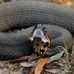 Cottonmouth